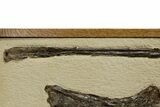 Mounted and Framed Pterosaur (Pteranodon) Bones - Kansas #361450-2